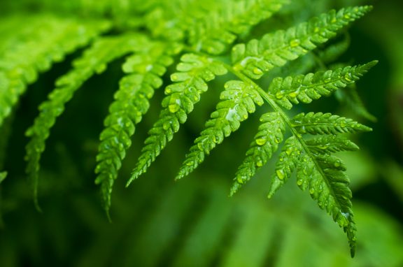 eğrelti otu yapraklari