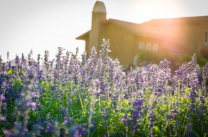 Evinizin Güzel Kokması İçin 5 Kolay İpucu