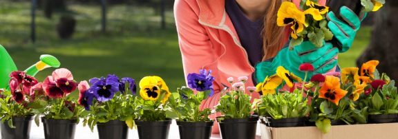 sonbahar bahçesinde hercai menekşeler