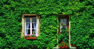 Dış Mekan Sarmaşığı: Çitler Ve Duvarlar