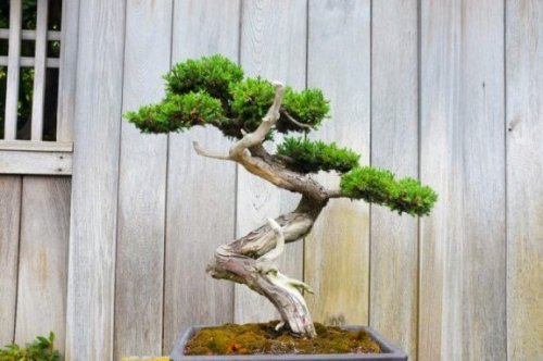bonzai ağacı