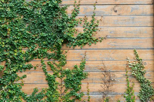 duvarı kaplayan dış mekan sarmaşığı