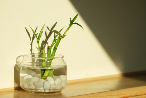 bambu saksısı