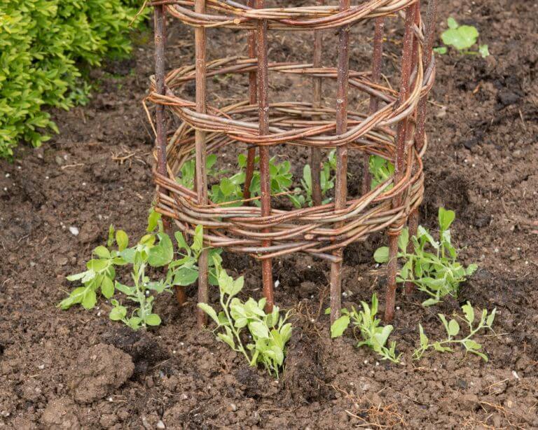 demirlerle asma eğitmek