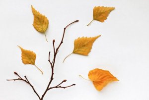 Kuru Yapraklar ile Yapabileceğiniz 2 Sanat Çalışması