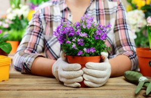 Saksıları Taşlarla Dekore Edin