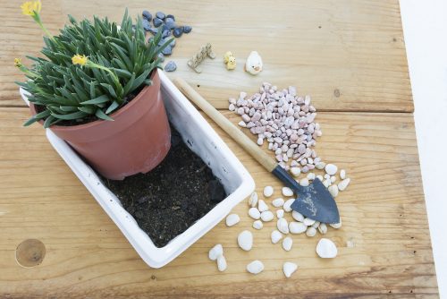 Saksı tasarımında dekoratif taşları toprağı kaplayacak şekilde düzenleyebilirsiniz.