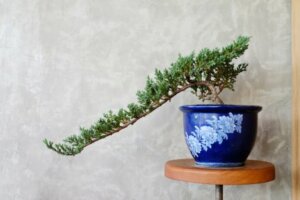 Çok farklı tiplerde bonsai ağacı bulabilirsiniz.