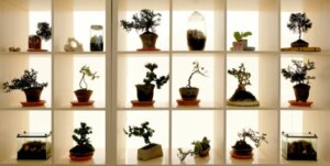 Pek çok çeşide sahip ağaç var