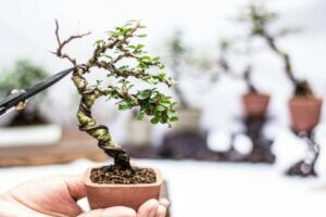 Bonsai budamak