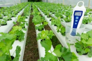 Ortam sıcaklığı sera için çok önemli