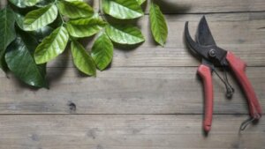 Temel bitki bakımı için önemli bir işlem, budama