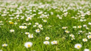 Papatyalarla dolu bahçeler