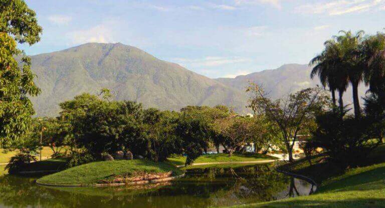 Venezueladaki parkın ağaçlık kısmından bir manzara