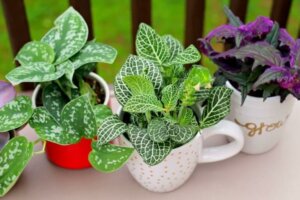 Eski Kahve Kupalarını Değerlendirmek