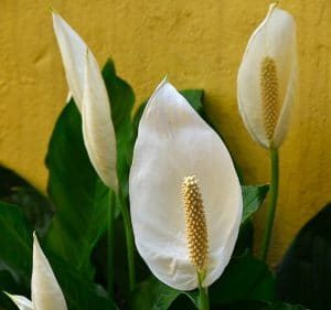 Evde temiz hava için Barış Çiçeği