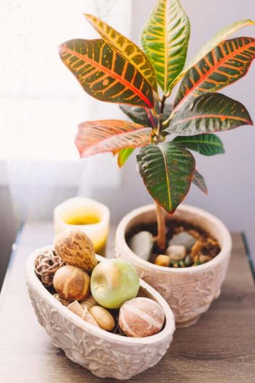 Yeşil üstüne damarları kırmızı ve sarı renkli yapraklı çiçek