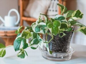 Botanik Dersi: Bitkiler Hakkında Bilmeniz Gerekenler