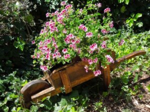 Sivrisinekleri En Çok Kaçıran Bitkiler