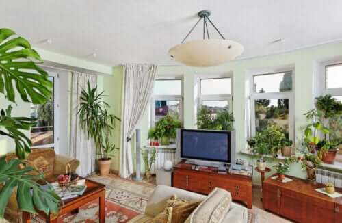 bitki, bitkilerle dekorasyon