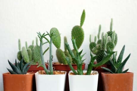 kaktüs ve aloevera